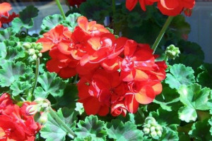 Bauernhofimpressionen